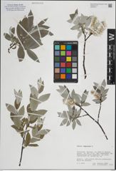 Foto von Salix lapponum L.